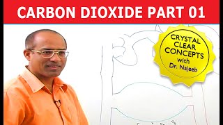 Carbon Dioxide Transport  Respiration amp Gas Exchange  Part 16 [upl. by Akihdar498]