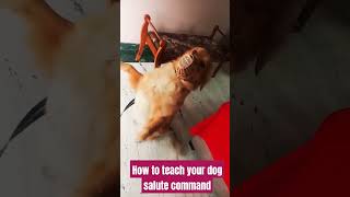 Dog training commands Salutebestguarddog dogtraining funny guarddogbreeds dogtrainer pets lab [upl. by Ottillia]