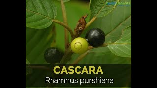 Cascara plantRhamnus purshiana explain pharmacologicalproperties laxative containing anthraquione [upl. by Norha]