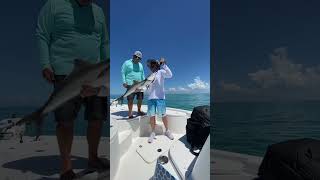 Catching Cobias in Chokoloskee Florida [upl. by Ursula]