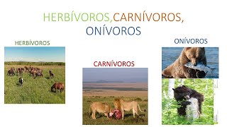 Herbívoros Carnívoros e Onívoros [upl. by Terrence879]