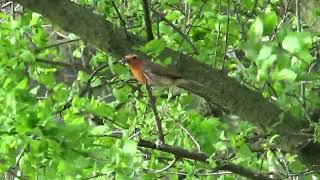 Robin UK Wildlife [upl. by Clorinda934]