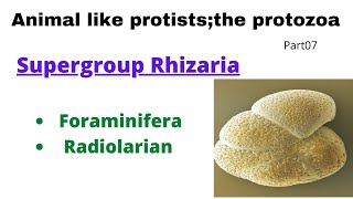 Supergroup Rhizaria Foraminifera Radiolaria Heliozoanspart07 animal like protiststhe protozoa [upl. by Sussi]