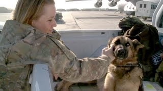 Military Working Dogs In Afghanistan [upl. by Refinnaj]