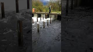 Awesome salmon run at Wallace river in Washington state 11052022 [upl. by Naawaj860]