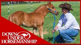 Clinton Anderson Foal Training  Downunder Horsemanship [upl. by Kazim]