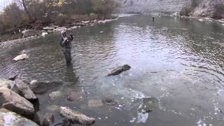 ROCKY RIVER STEELHEAD HOOKUP MUST SEE [upl. by Reisinger653]