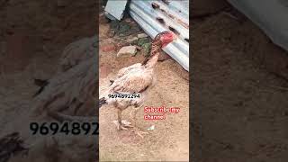 Badami aseel murgi old blood line short viralvideo youtube birds aseel treding NR goat birds [upl. by Baggett]