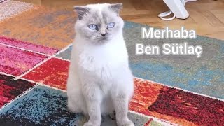 KEDİ SAHİPLENMEKEMİNMİSİNİZ Mutlaka izleyinscottishfold [upl. by Alim14]