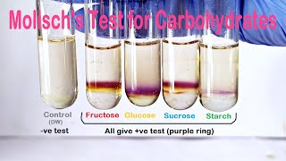 Molischs Test Practical Experiment [upl. by Narbig]