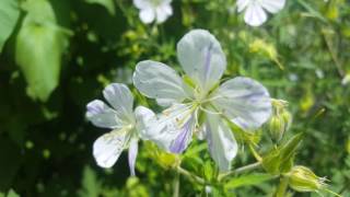 geranium pratense splish splash [upl. by Rangel]