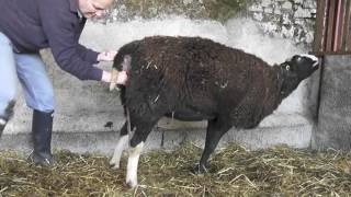 I lend helping hands to Pippy lambing a huge lamb [upl. by Nawek]