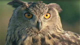 Eagle Owl Invasion  Five Owl Farm  BBC Earth [upl. by Ila630]