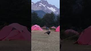 Carancho en la Patagonia Camping DicksonTrekking Circuito Torres del Paine [upl. by Ahsinac]