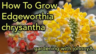 How To Grow Edgeworthia Chrysantha  Fragrant Early Flowering  Paper Bush [upl. by Agle]