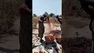 Traditional way of shivering sorghum in an African village [upl. by Sutniuq]