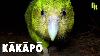 Why This Nocturnal Parrot Only Breeds When Summer is Hot [upl. by Sandor]