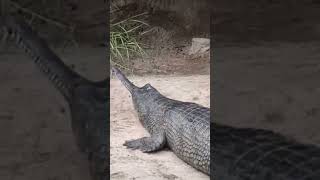 Gharial Crocodile🐊 youtube4animal crocodile crocodilian wildcreatures animaldocumentary gator [upl. by Eugene]