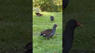 Common moorhen Birds [upl. by Heimer]