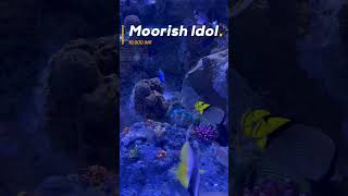 Moorish Idol  moorishidol fish sharjahaquarium aquarium aquariumfish fishlover fishlovers [upl. by Latimore]