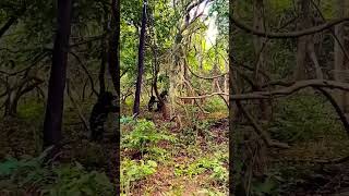 vikram shorts shortvideo trending trendingshorts fiat tiger trending short forest song [upl. by Klusek41]