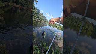 CATCHING PANFISH WITH WORMS POND MANAGEMENT BREAM FISHINGfishingshortstrendingviralshortfyp [upl. by Ahsaetal]