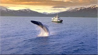 Ambassador Whale Watching [upl. by Yeldar]