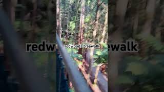 redwoods treewalk [upl. by Nafets54]