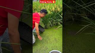 Fack or Orginal  Fish Fishing Without Hook  ytshorts fishingtips viralreels fact AGGACHOKRO [upl. by Leatri]