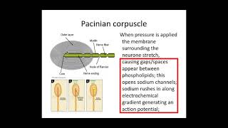 513 Neuronal Communication a Receptors and Pacinian Corpuscle [upl. by Edroi]