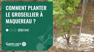 TUTO Comment planter le groseillier à maquereau   Jardinerie Gamm vert [upl. by Calloway]