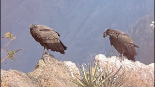 Colca CanyonPeruAug2024 [upl. by Xanthus]