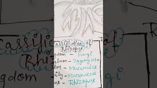 RHIZOPUS Bsc 1st semester botany  music trending viral video [upl. by Gaskill881]