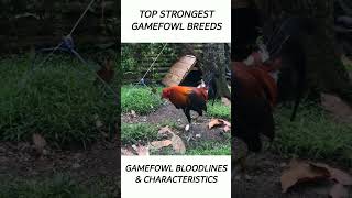 Top Gamefowl of the year 2024 short gamefowl rooster [upl. by Artapoelc]