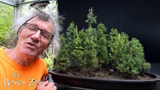 Mossing Up My Northern Bog Forest The Bonsai Zone June 2024 [upl. by Christin472]