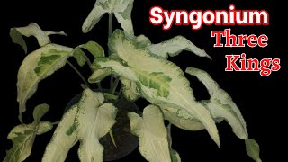 Syngonium Three Kings [upl. by Mikal]