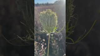 Random Mushroom Queen Anne’s Lace [upl. by Maxentia163]