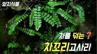 퍼니의 양치식물 차를 덖는 차꼬리고사리 Asplenium trichomanes L [upl. by Nagaer]