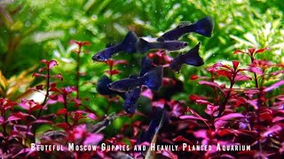 Natural Planted Aquarium With Rich Colors [upl. by Gilbert]