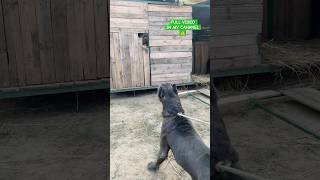 Cane Corso Dog Super Quality in india 🔥 shorts canecorso dog dogs [upl. by Cirek274]