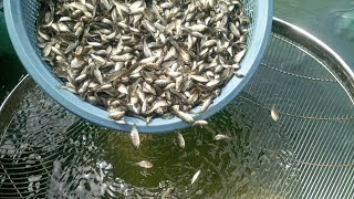 Tilapia Farming For Biginners [upl. by Zillah]