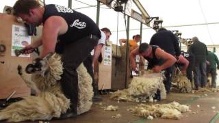 Northumberland 2016 Open Sheep shearing final  WATCH IN HD [upl. by Vittoria]