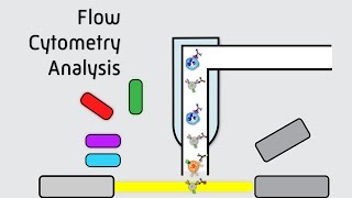 Flow Cytometry Analysis [upl. by Ilehs]