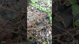 I found a centipede 😱😰 centipede arthropods scary millipede shorts [upl. by Akimak822]