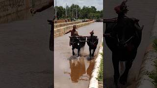 Kambala kambula trending today training [upl. by Allyce]