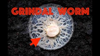 Grindal Worm Culture A Quick Guide [upl. by Elli]