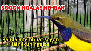 SOGOK ONTONG GACOR NGALAS NEMBAK [upl. by Kela]