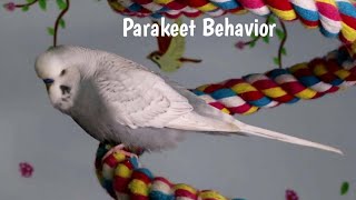 Budgie Behavior Meanings Whats my Budgie Doing [upl. by Neil]