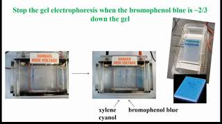 Agarose Gel After Stop Electrophoresis [upl. by Ahsinyd]