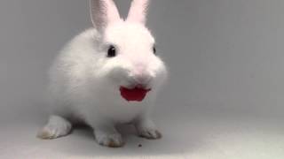 Bunny eating raspberries So cute [upl. by Javler]